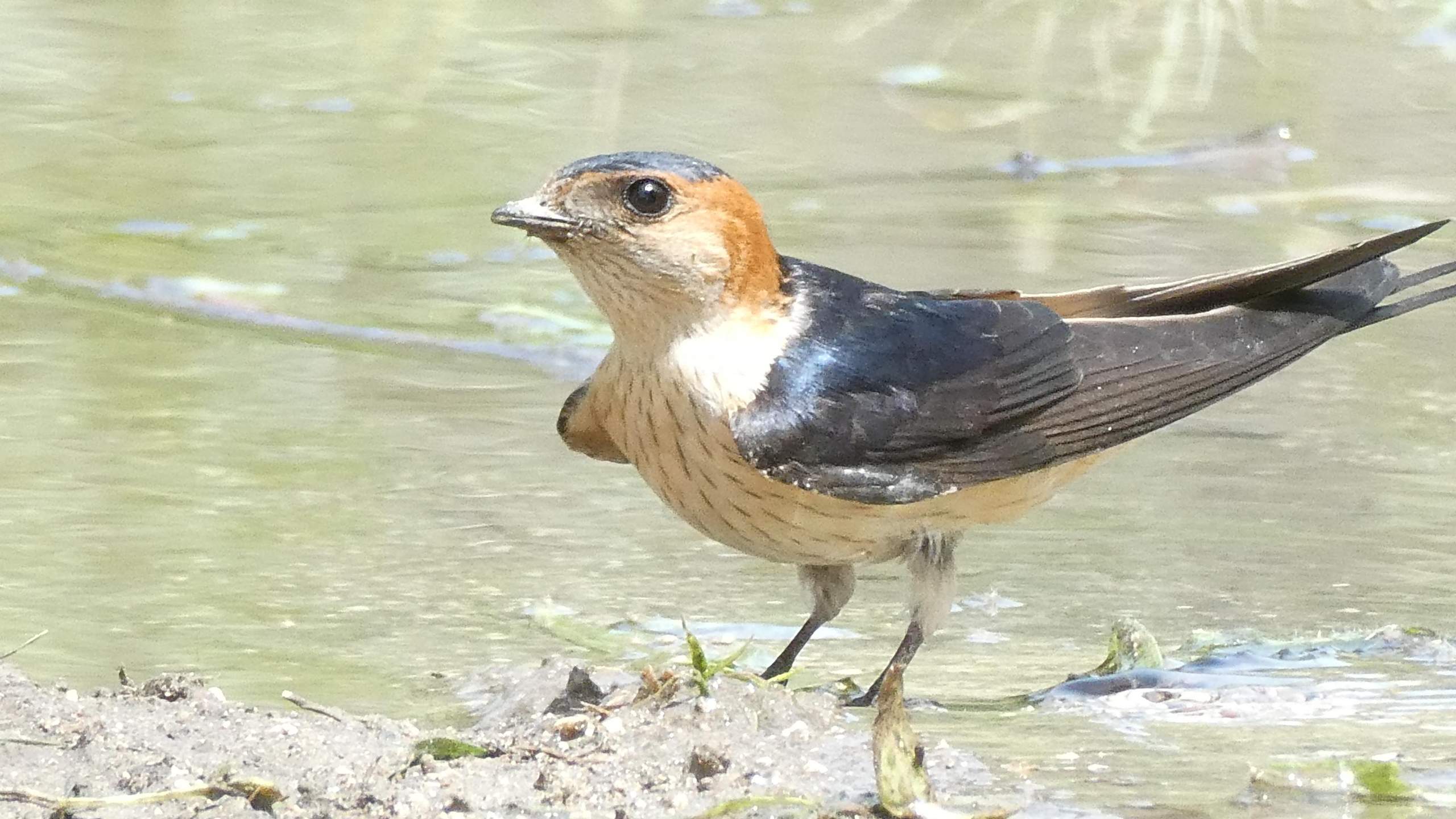 Gehe ich richtig in der Annahme? (Biologie, Vogelart, Ornithologie)