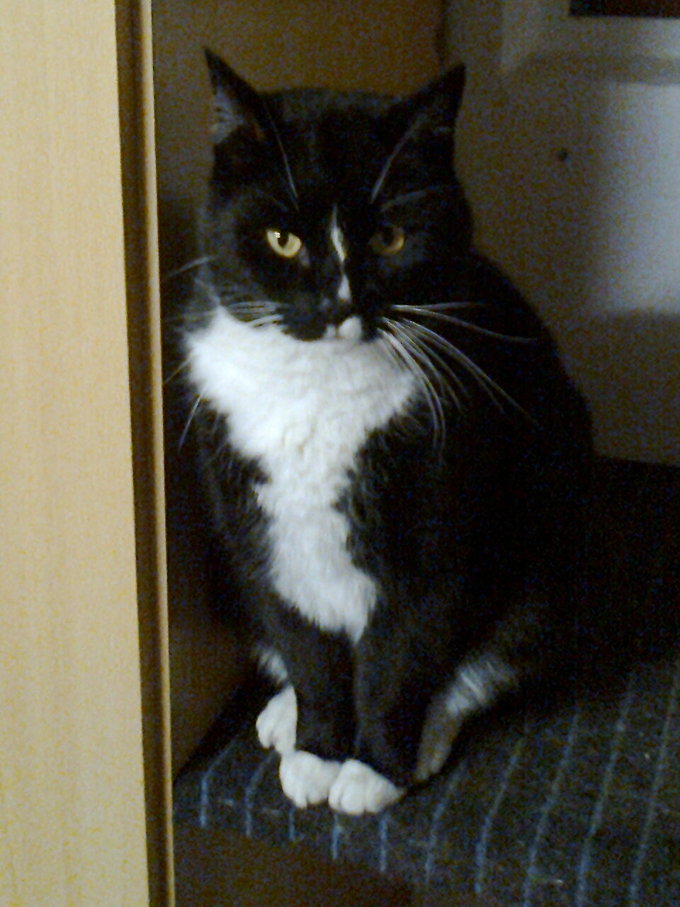 gehirnerschutterung bei katzen tiere katze kater