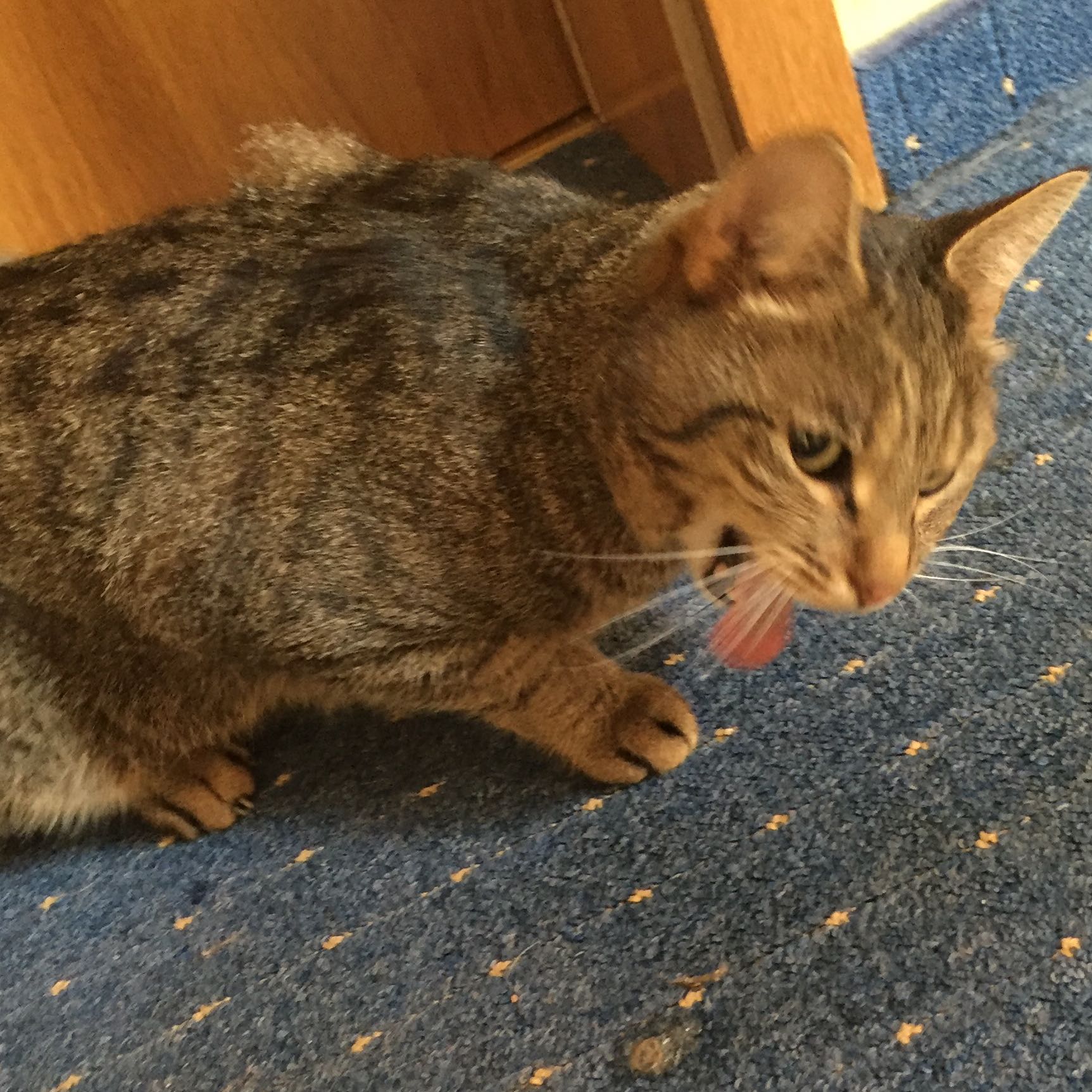 Gehirnerschütterung bei Tieren? (Katze)