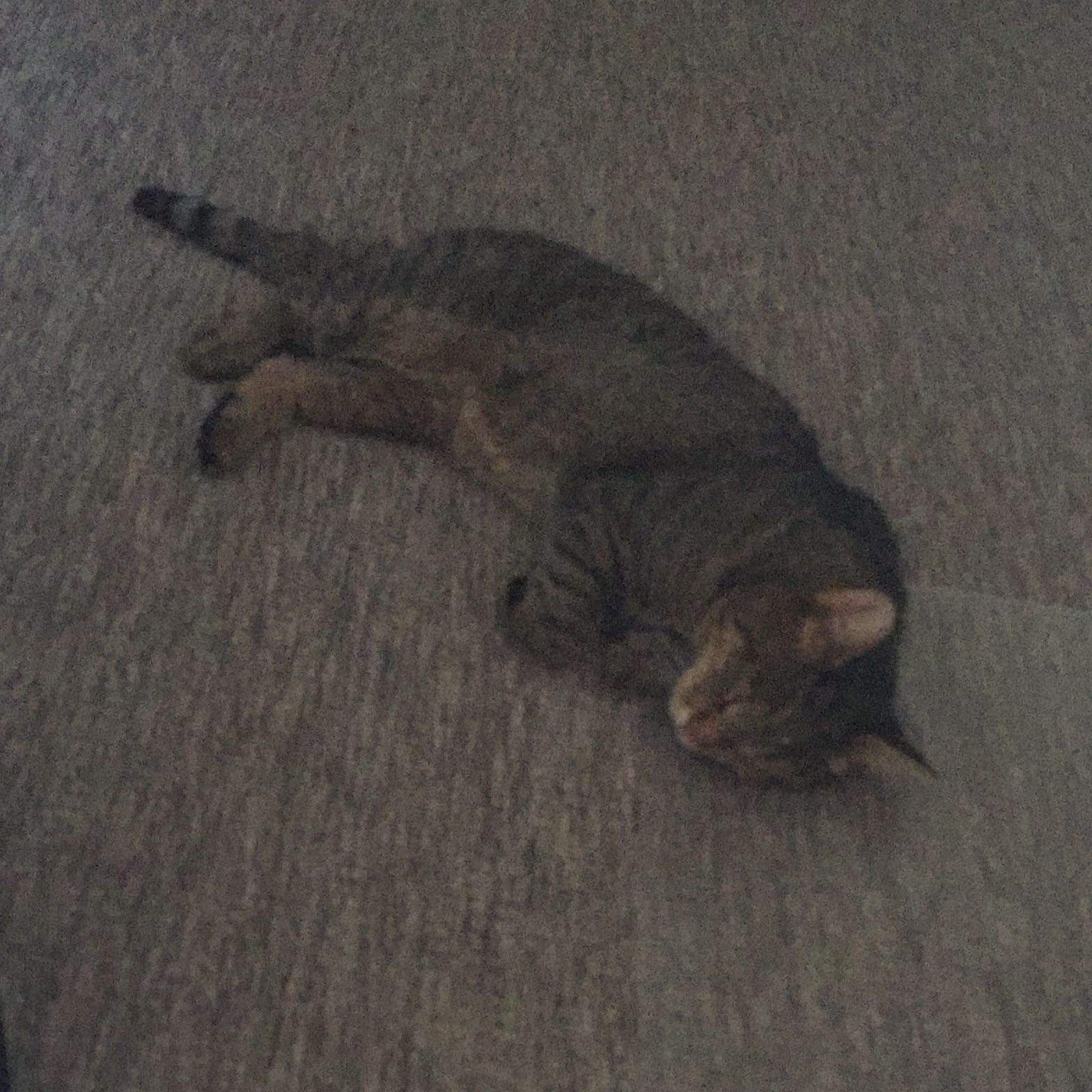 Gehirnerschütterung bei Tieren? (Katze)