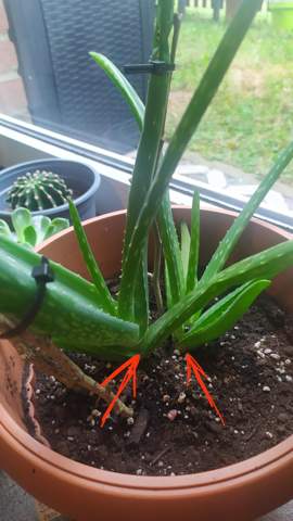 Geht es der Aloe Vera gut und kann man die irgendwie vermehren?