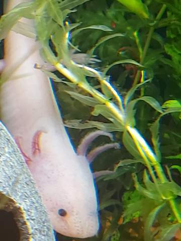 Geht es meinem neuen axolotl gut?