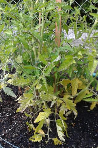 Tomaten - (Pflanzen, Garten, Tomaten)