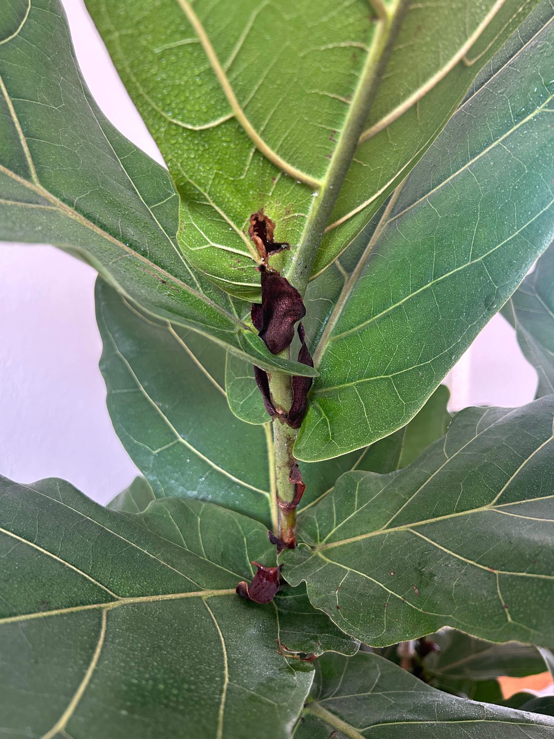 gartenbambus fargesia Gartenbambus - Fargesia rufa