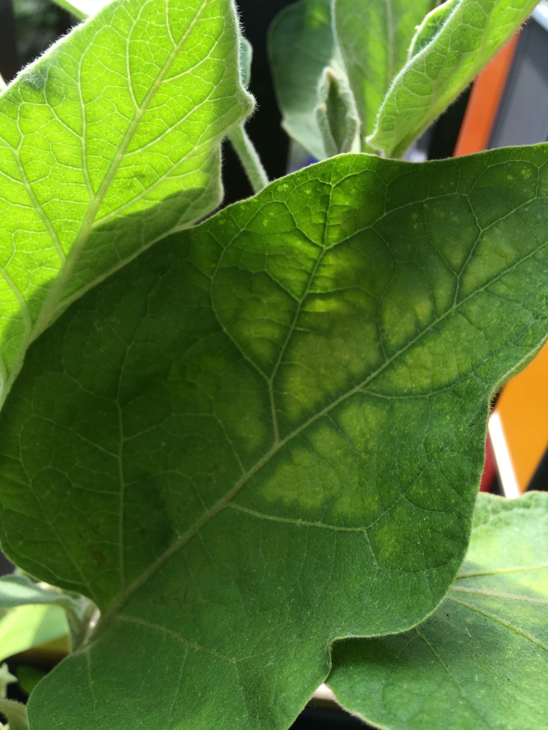 Gelbe Blätter bei Auberginen und Paprika. Wieso? (Garten, Pflanzenpflege, Pflanzenkrankheit)