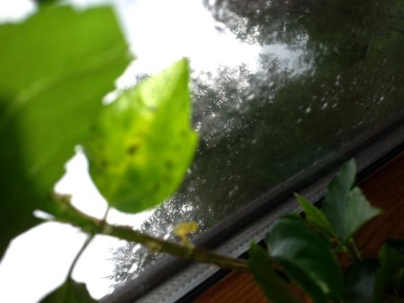 Gelbe Blätter mit schwarzen Flecken am Hibiskus (Soziales, Verkehr)