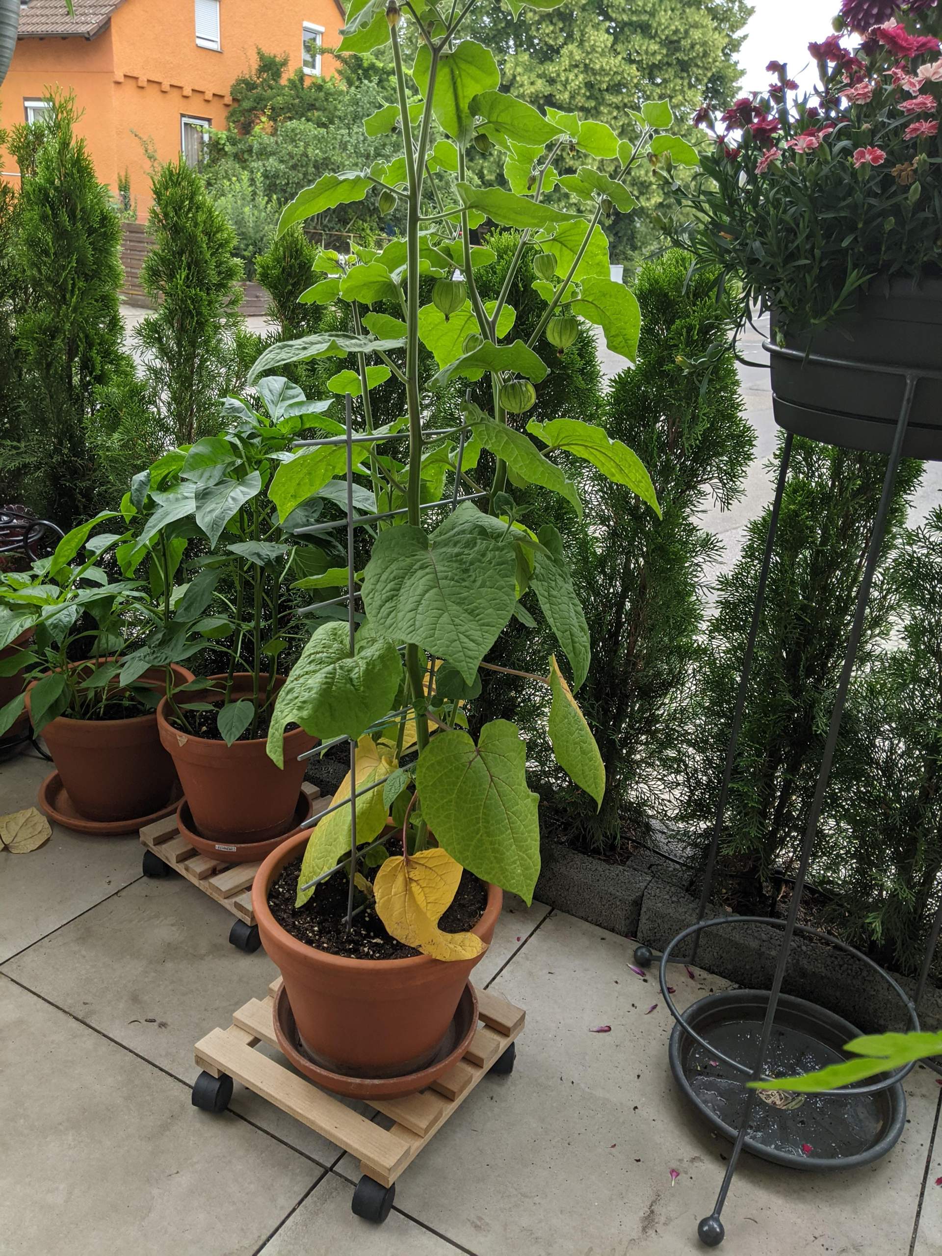 Physalis Pflanze Blätter
