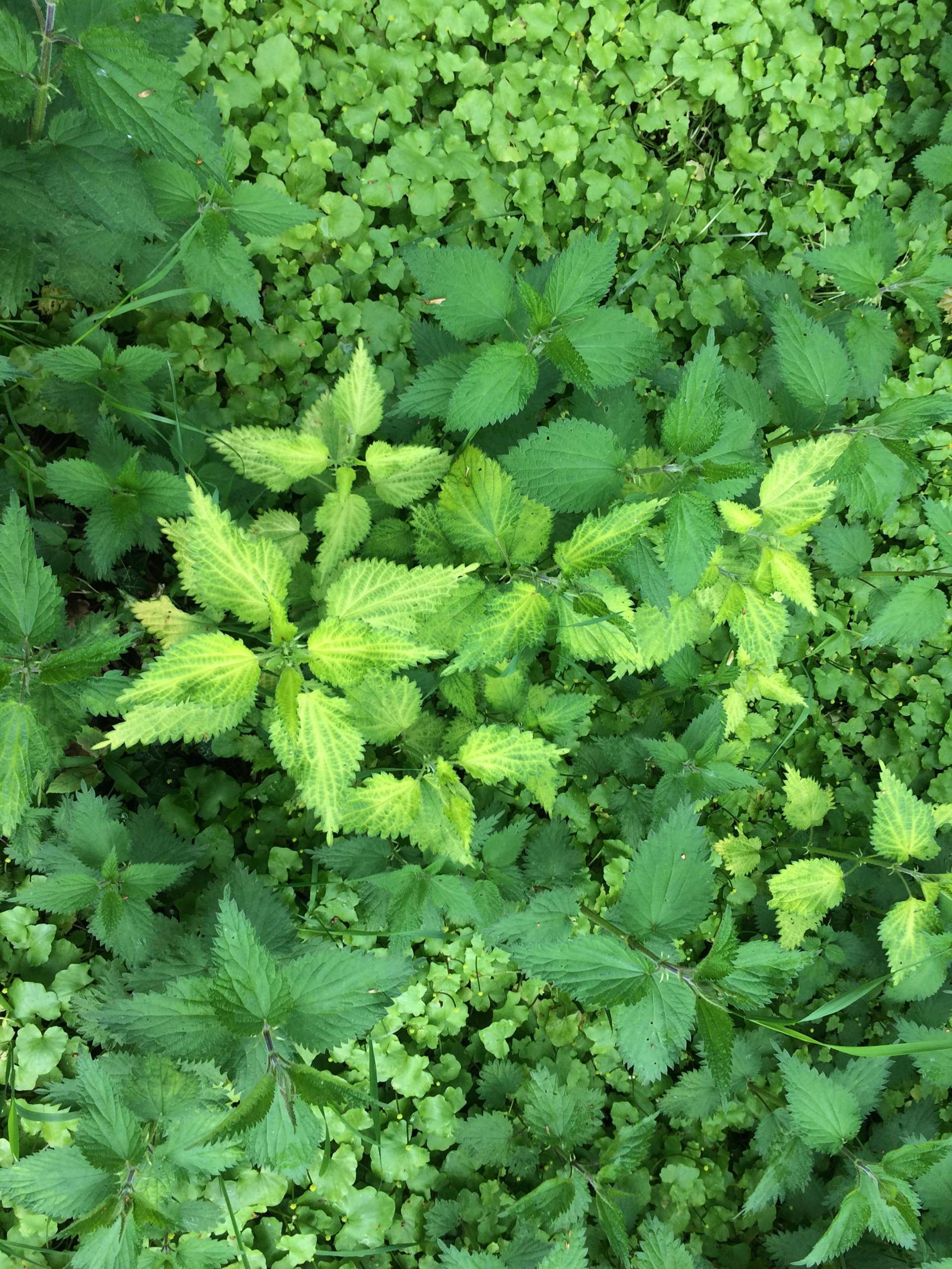 Gelbe Brennnesseln? (Pflanzen, Natur, Ökologie)