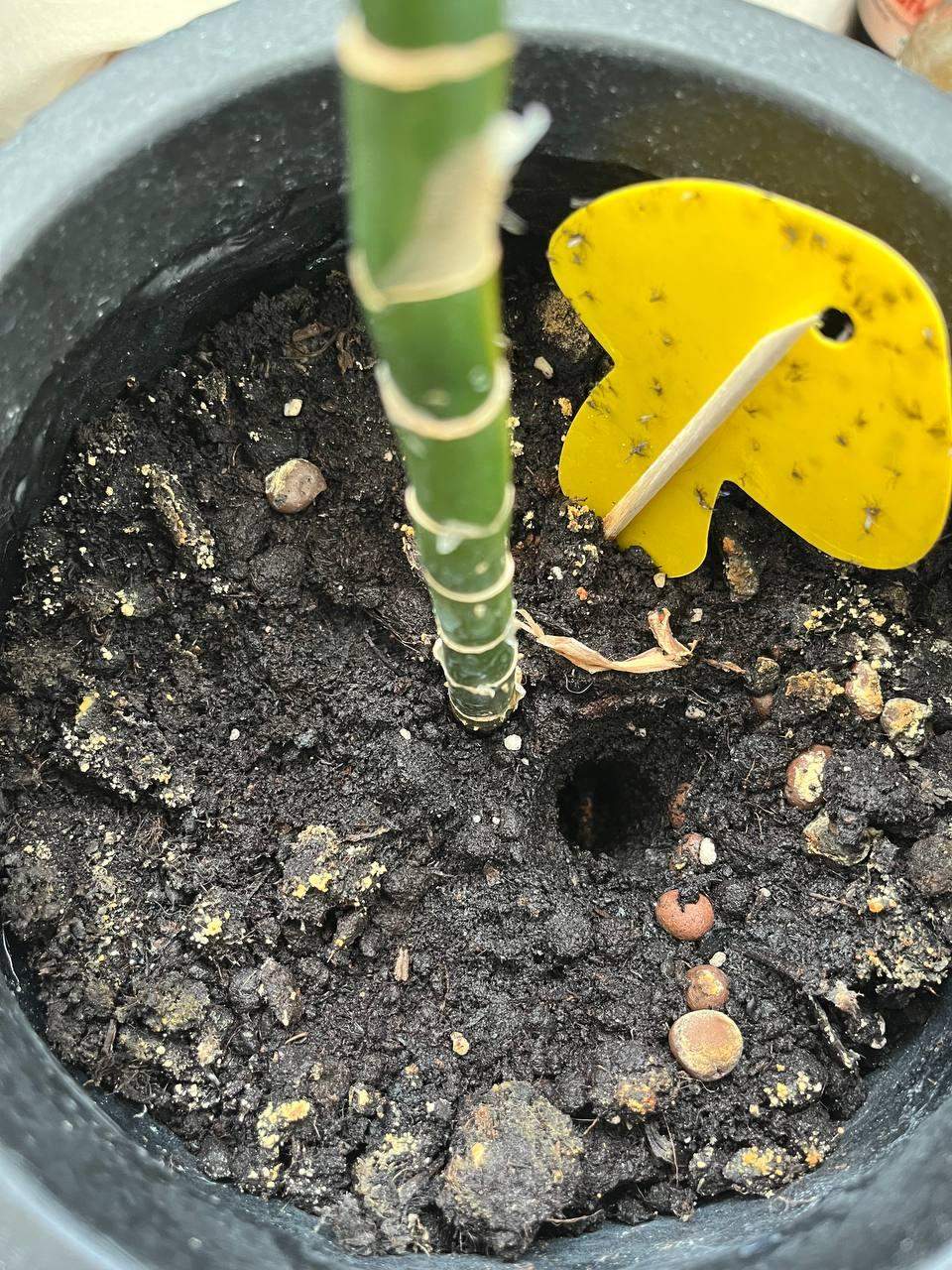 Gelbe Flecken auf Blumenerde? (Pflanzen, Schimmel, Blumen)