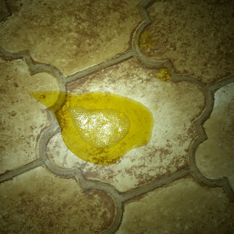 gelbe flussigkeit bei kater tiere krankheit katze