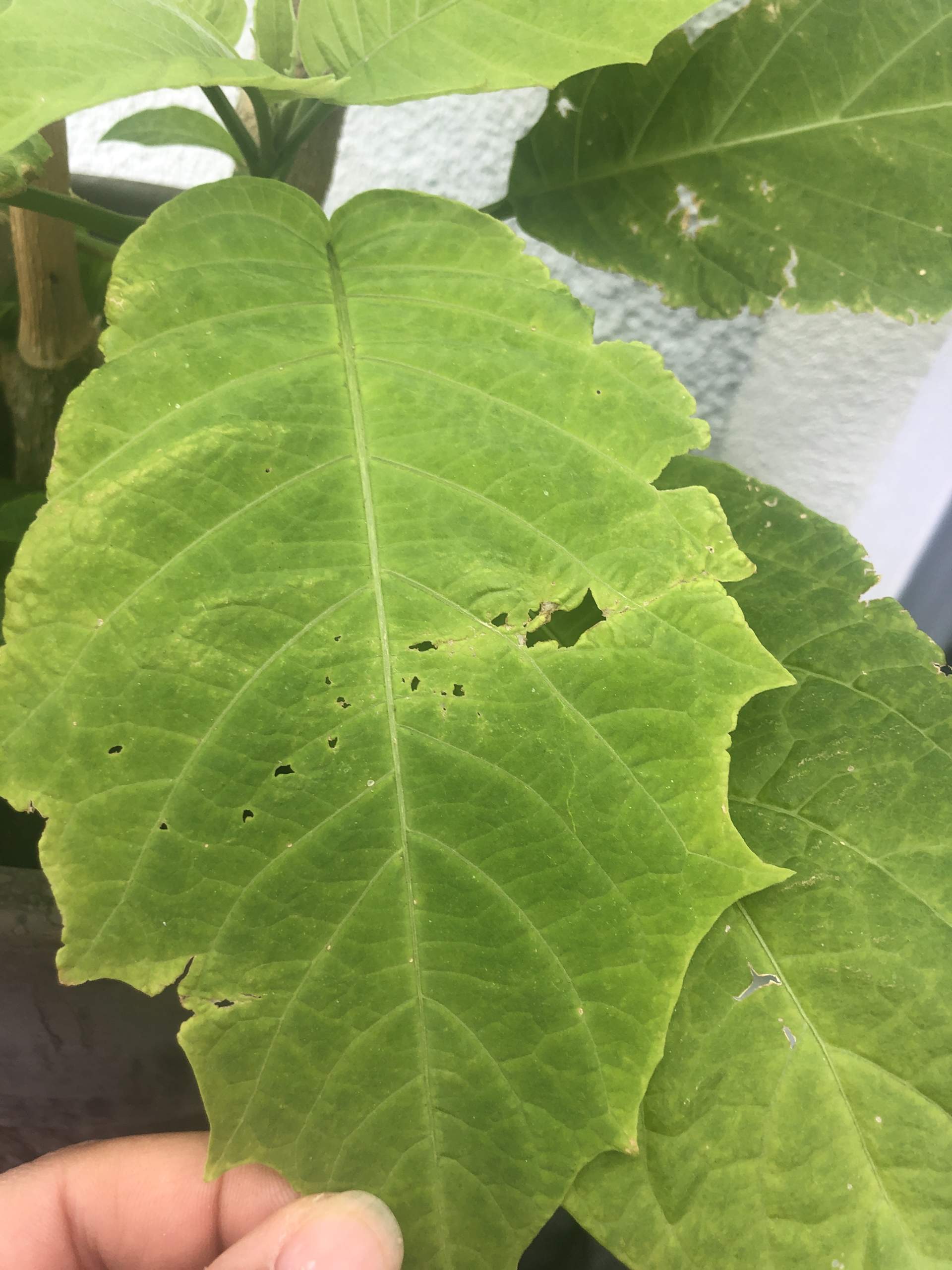 Gelbe und löchrige Blätter? (Engelstrompete)