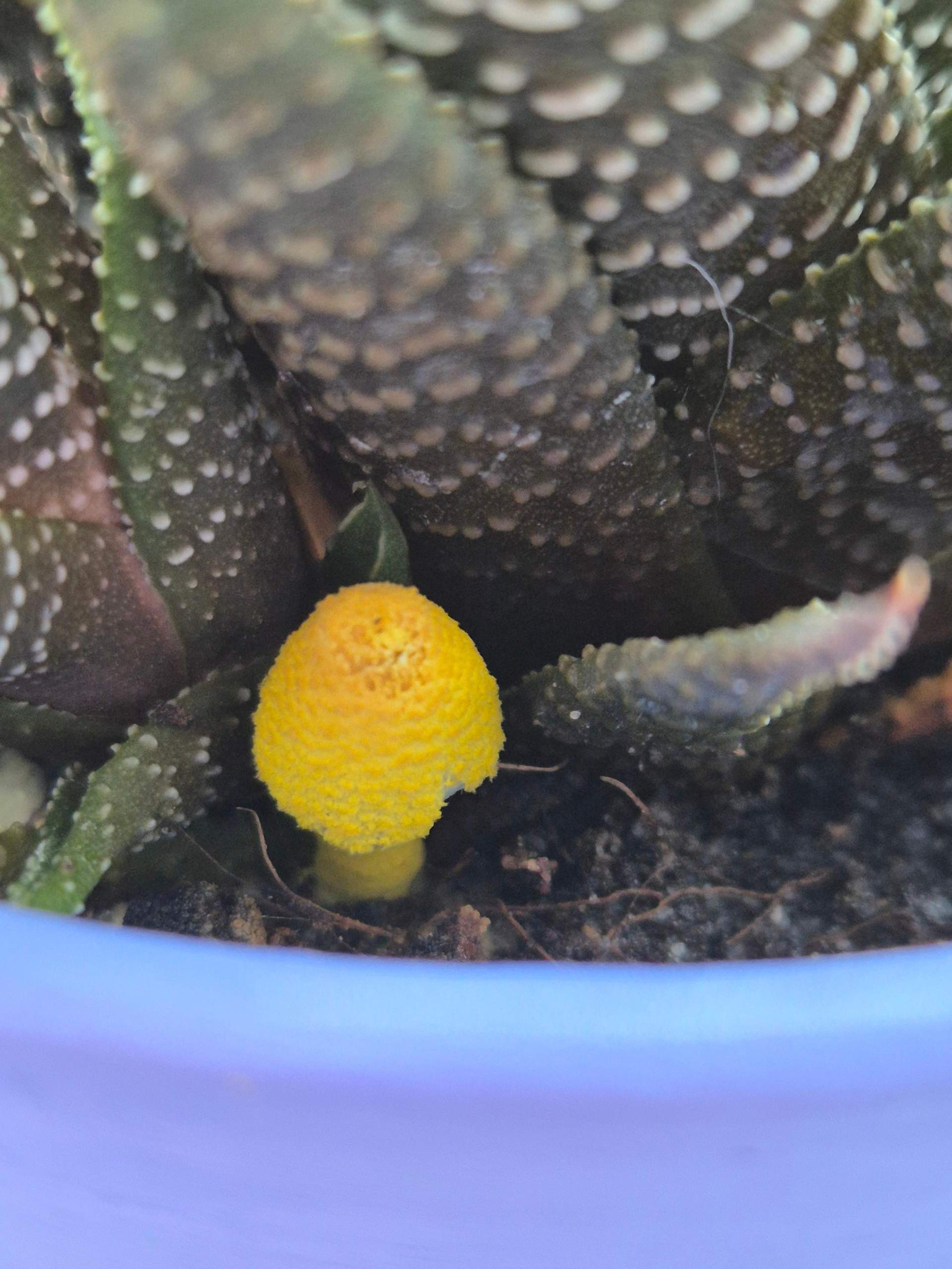Gelber Pilz im Blumentopf? (Erde, Blumen, Pflanzenpflege)