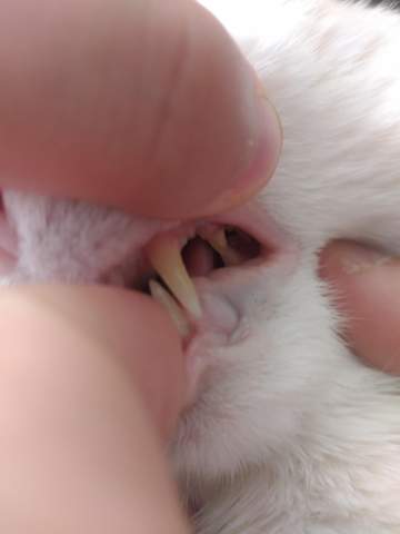 zahnfleischbluten katze was tun