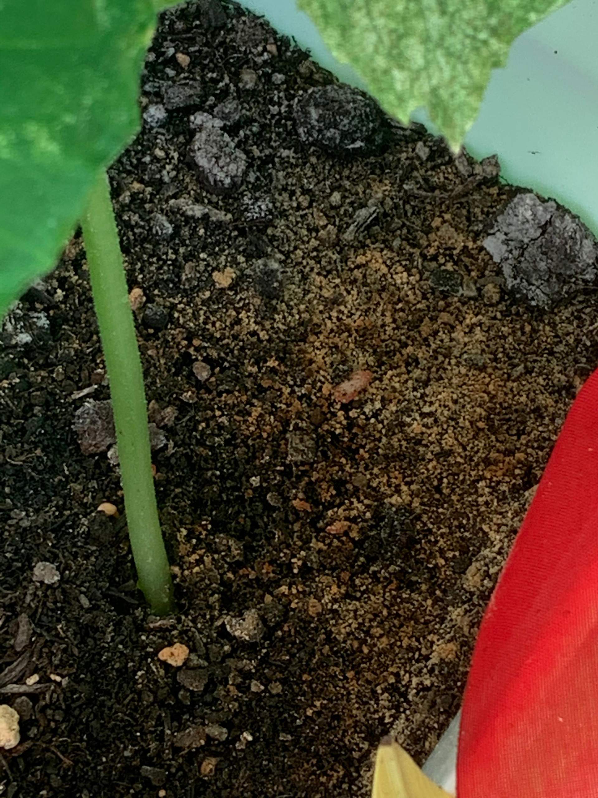 Gelbliche Schicht auf der Erde? (Pflanzen, Garten, Natur)