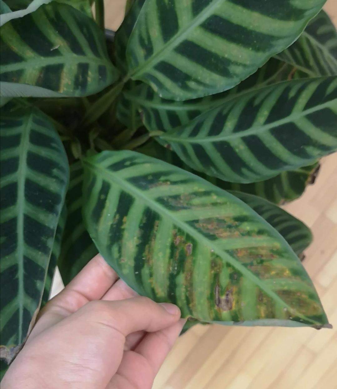 gelb/orangene Flecken bei Calathea? (Pflanzen, Pflanzenpflege)