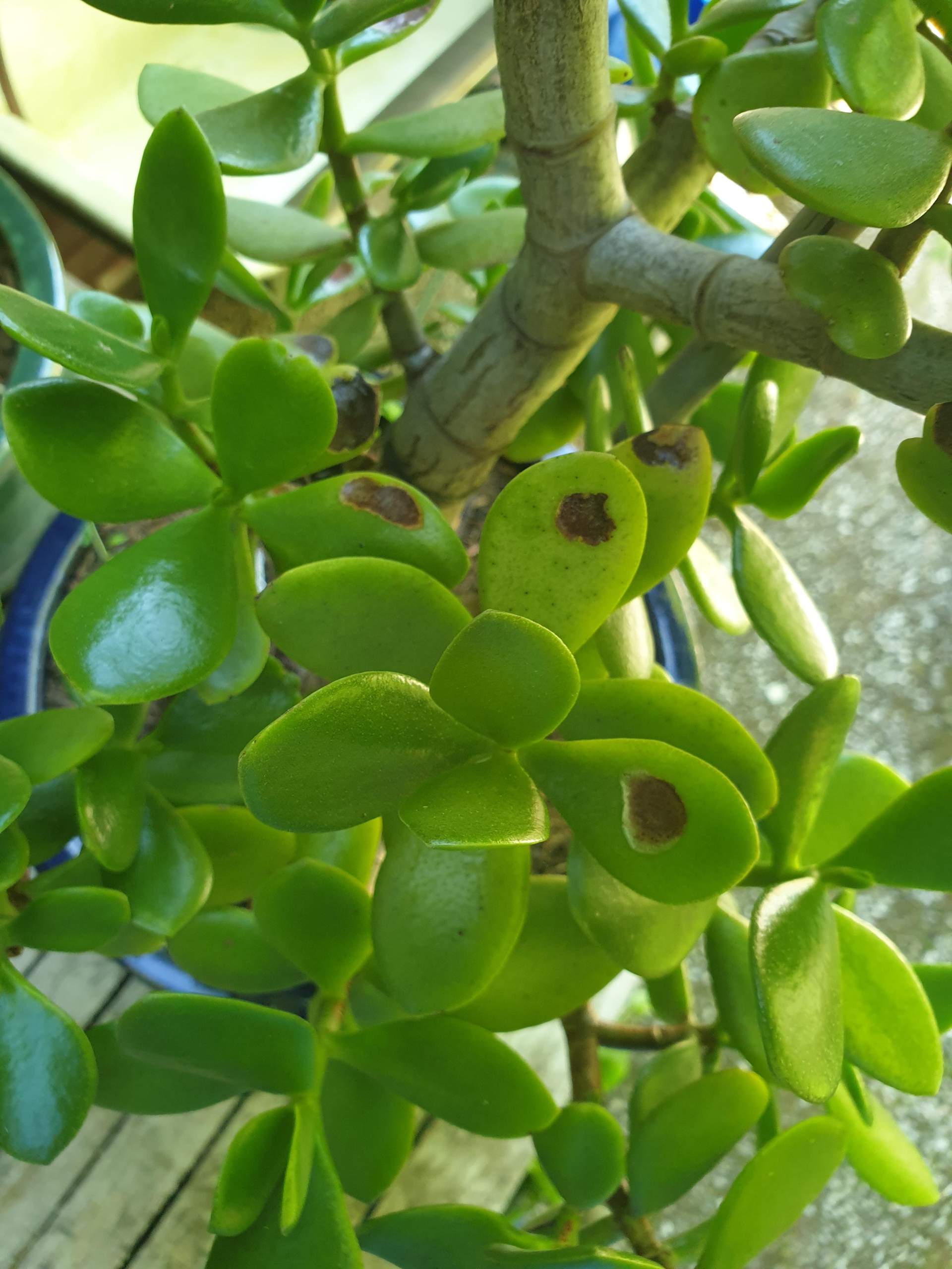 Geldbaum braune Flecken? (Pflanzen)