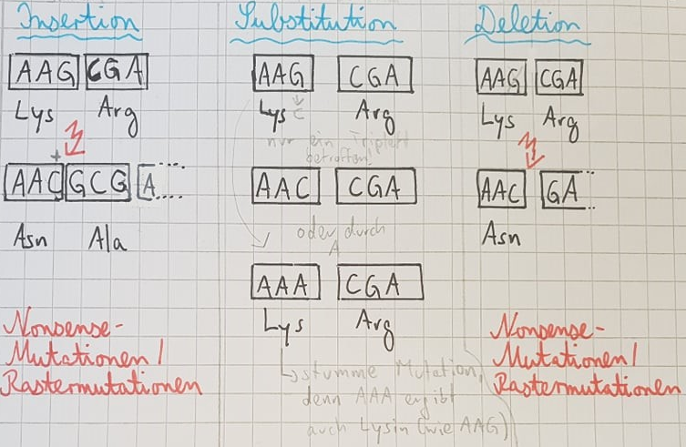 Genmutationen: Kurze Frage zur Punktmutation wegen Nonsense-Mutationen ...