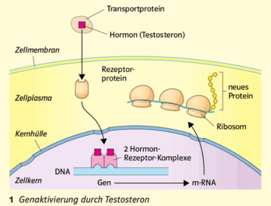 Genregulation bei Eukaryoten durch hormo? (Schule, Biologie, Hormone)