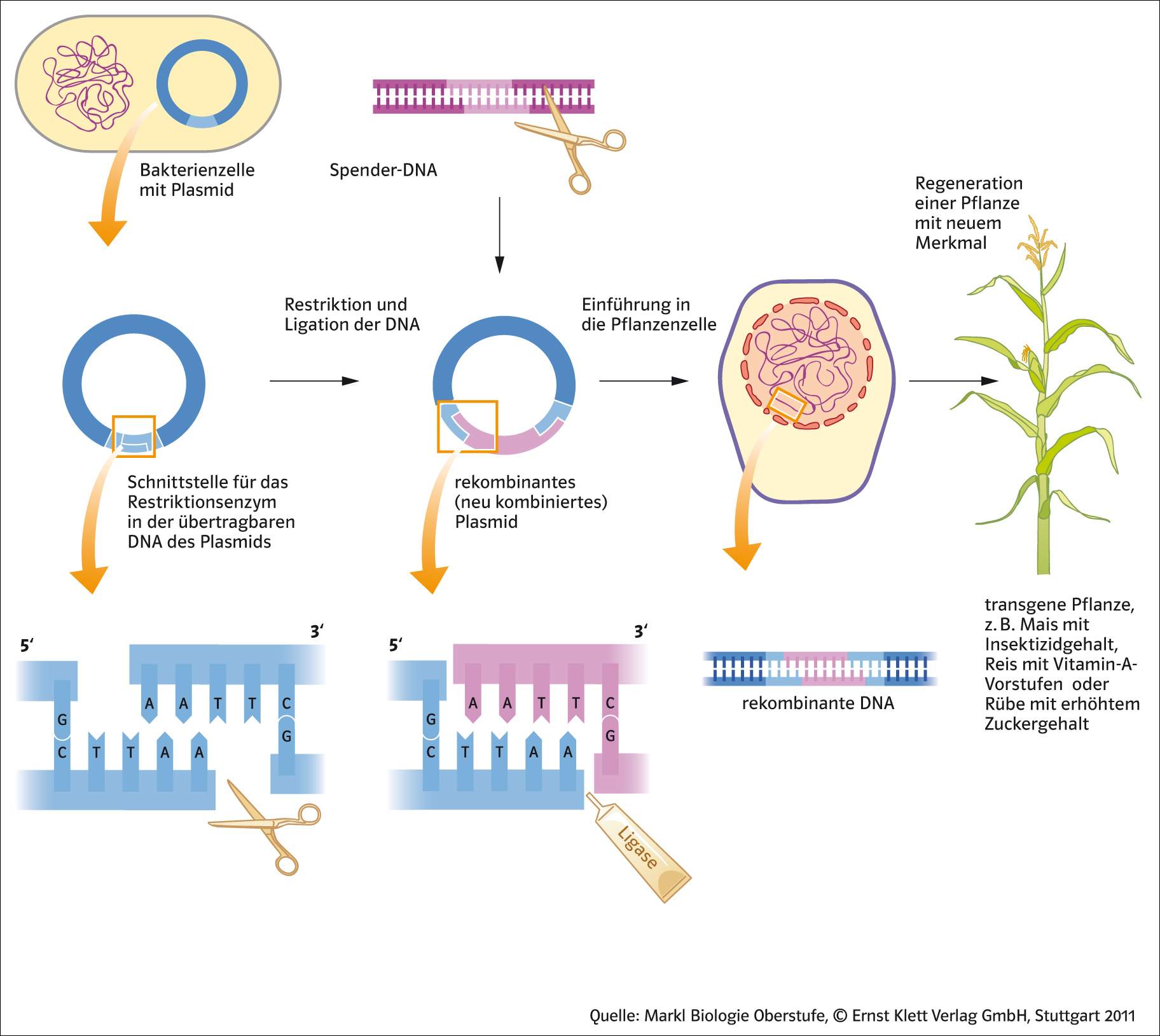Gentechnisches verfahren am Beispiel Mais? GENTECHNIK?