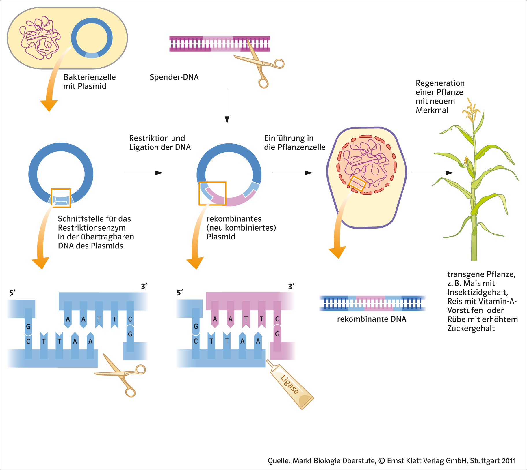 Gentechnisches verfahren am Beispiel Mais? GENTECHNIK?