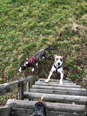 Genugt Phanotyp Test Als Rassenbestimmung Hund Rasse Hunderasse
