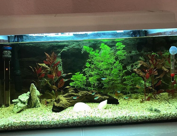 Genug versteck m glichkeit f r Gubby nachwuchs Aquarium   Genug versteck m glichkeit f r Gubby nachwuchs Aquarium