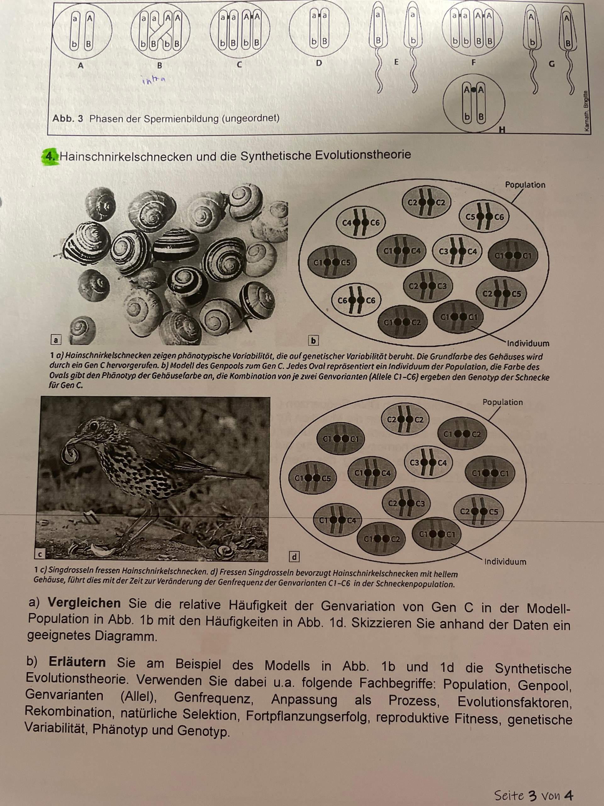 Genvariation? (Biologie, Abitur, Bio)