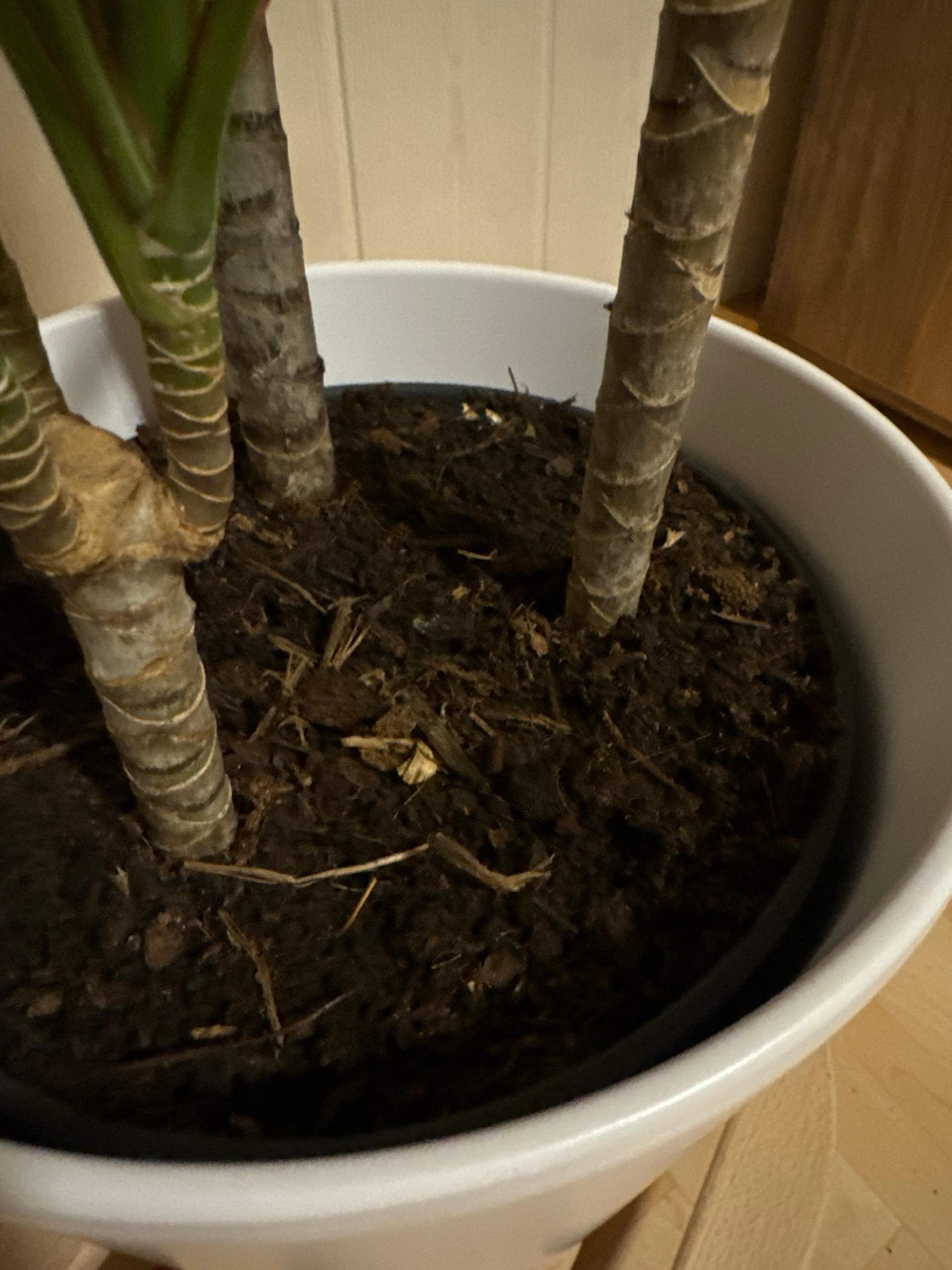 Gerandeter Drachenbaum zu viel gegossen? (Wasser, Erde, Blumen)
