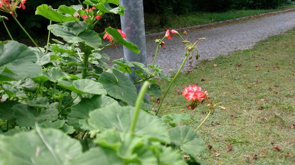 abgefressene Blüten  - (Blumen, Geranien)