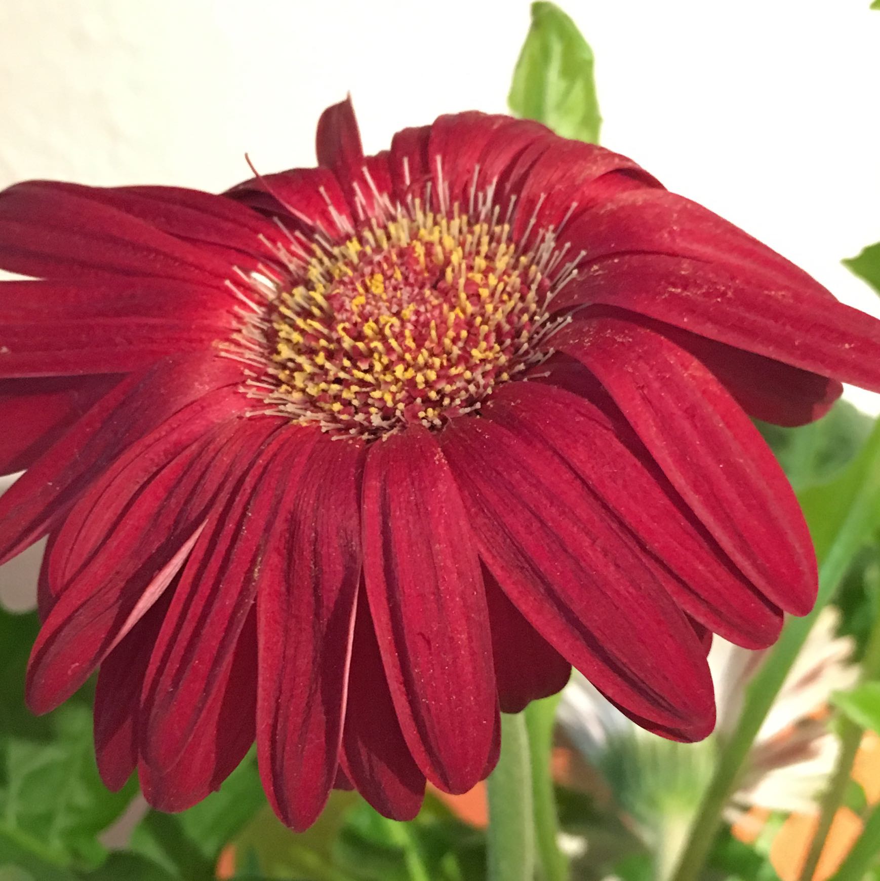 Gerbera im Topf aufpäppeln? Hat jemand Pflegetipps? (Haus