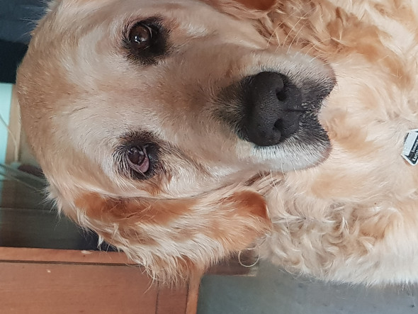 gerotetes auge beim hund augen haustiere entzundung