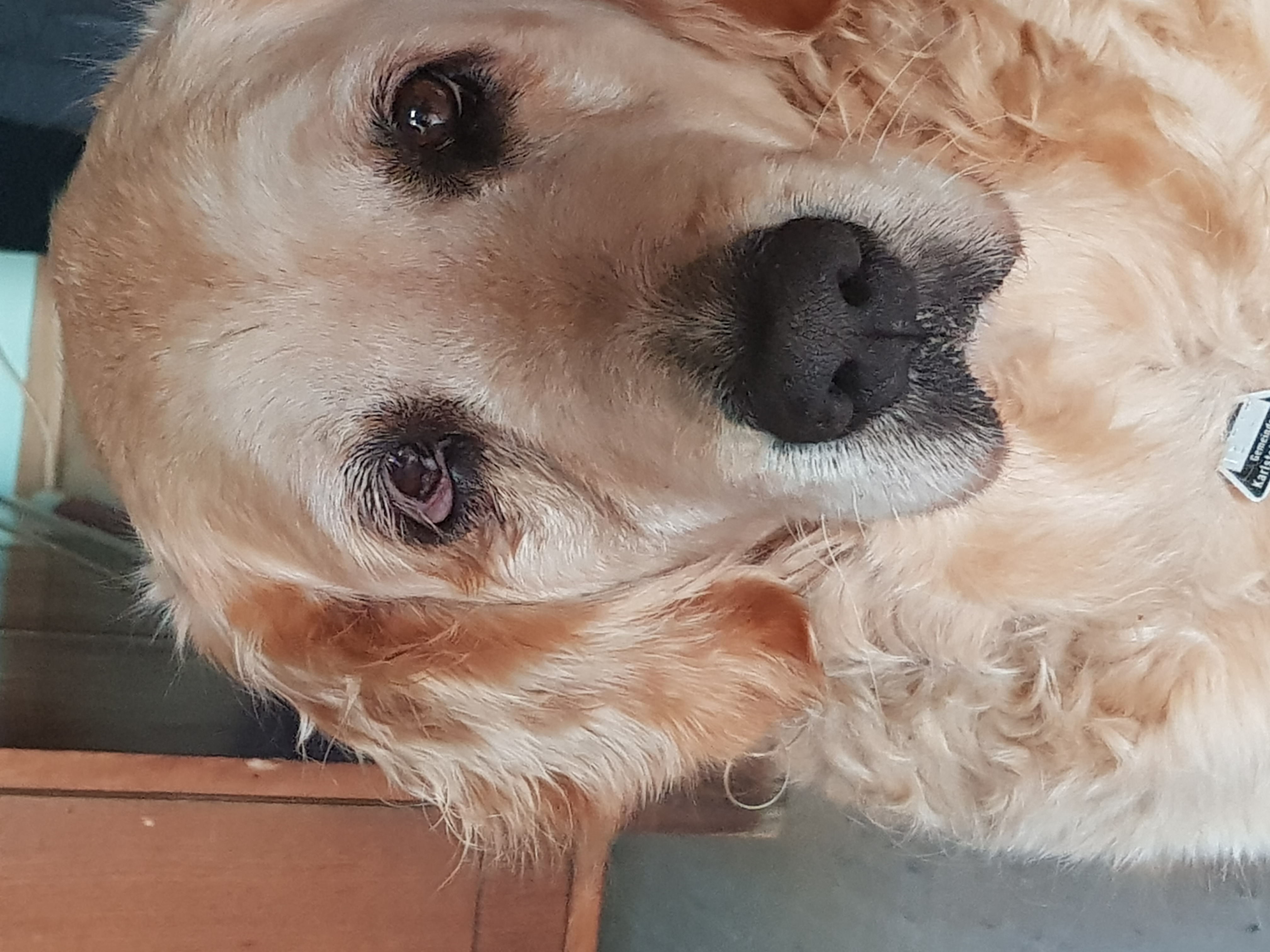 gerotetes auge beim hund augen haustiere entzundung