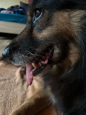 Gerötete, veränderte Lefze beim Hund. Anzeichen für eine Entzündung ...