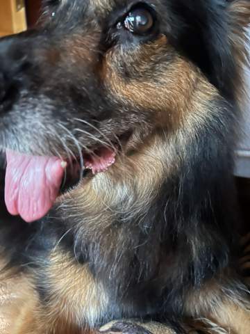 Gerötete, veränderte Lefze beim Hund. Anzeichen für eine Entzündung ...