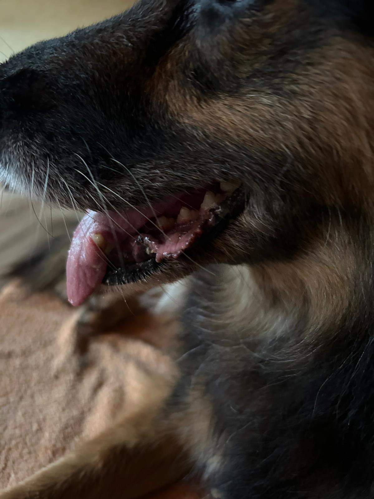 Gerötete, veränderte Lefze beim Hund. Anzeichen für eine Entzündung ...
