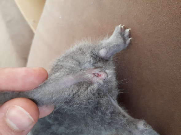 Geschlecht Bei Kitten