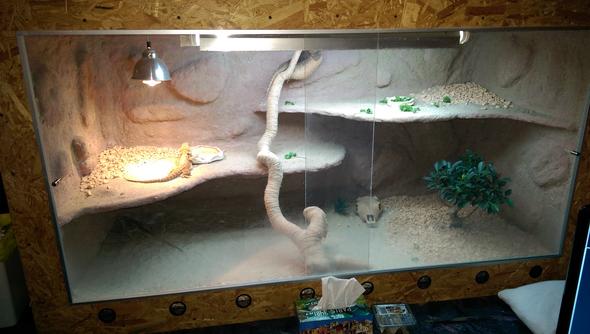 das terrarium - (Geschlecht, Bartagamen, zwitter)