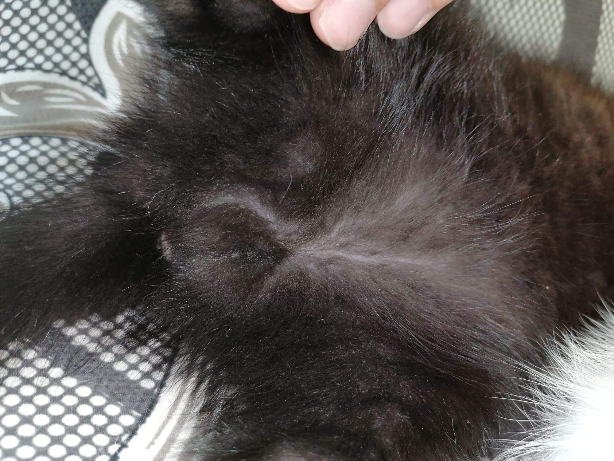 Katze Oder Kater Geschlecht Erkennen Bilder Geschlecht der Katze bestimmen? (Tierarzt, Katzenjunges, Hauskatze)