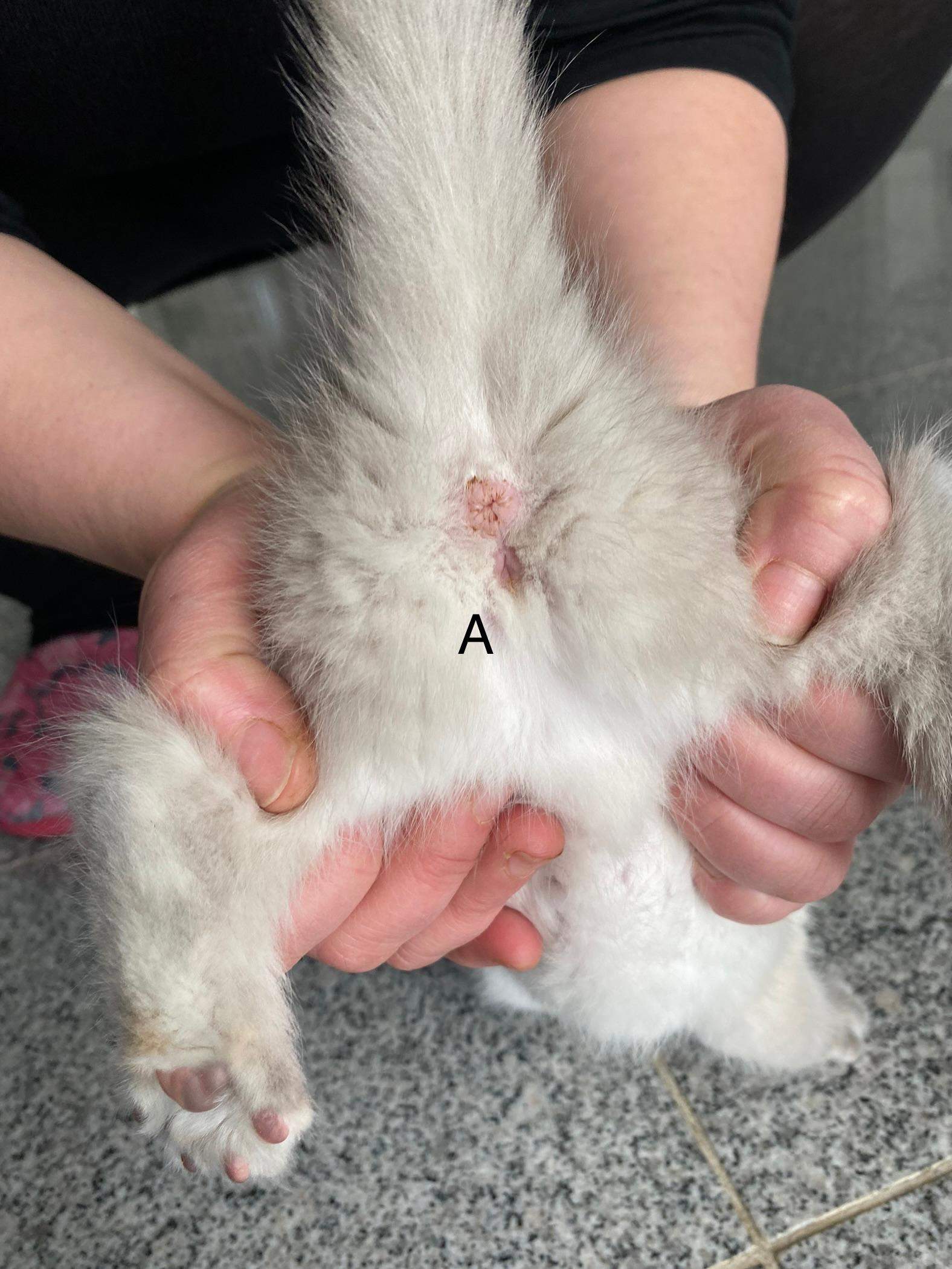 Katze Oder Kater Geschlecht Erkennen Bilder Geschlecht der Katzen erkennen? (Katze, Katzenjunges, kitten geschlecht)