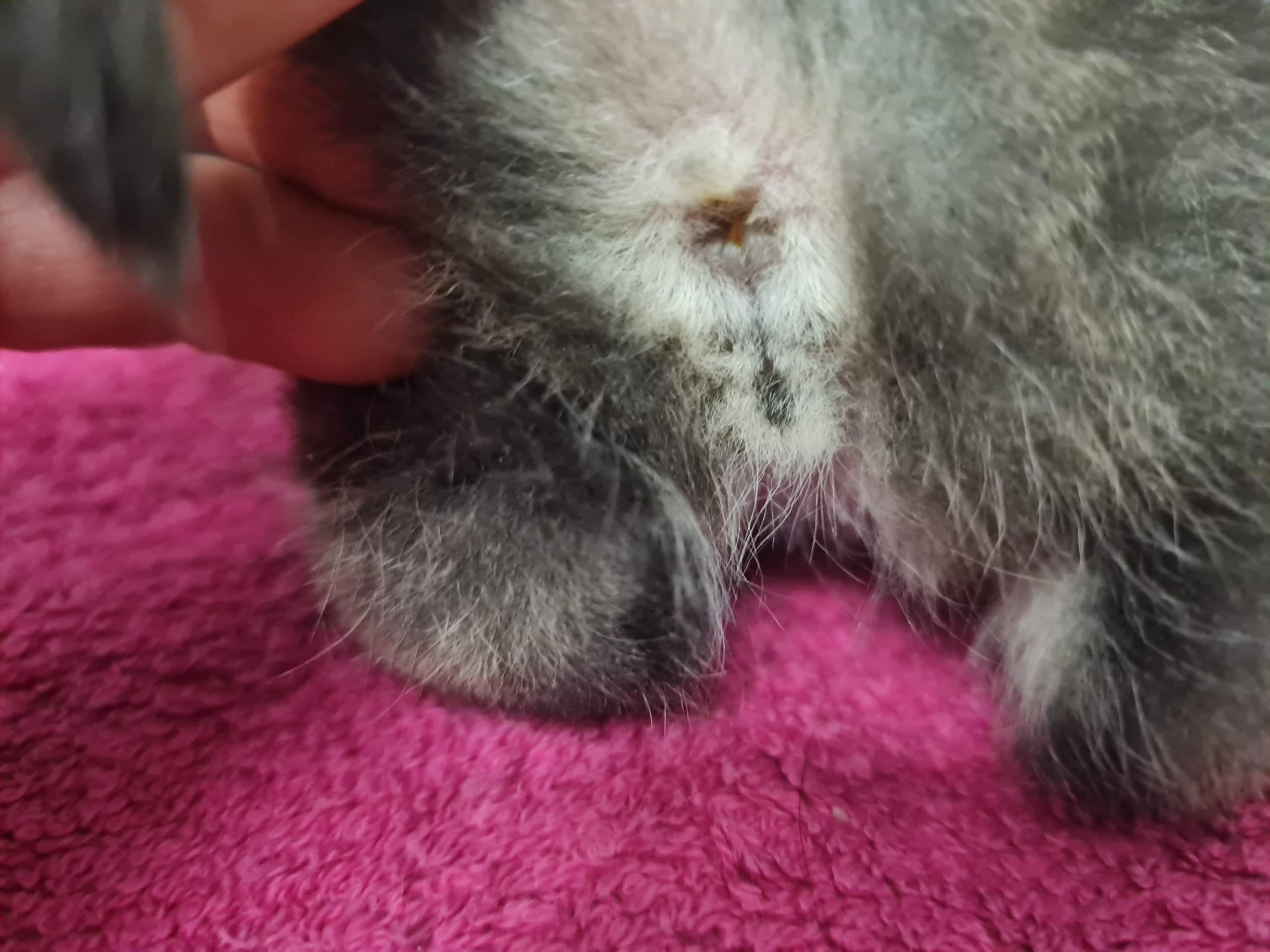 Geschlecht Bei Katzenbabys Erkennen Ab Wann Geschlecht der Katzenbabys? (Katze)