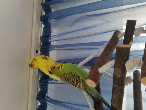 Geschlecht Des Wellensittichs Erkennen Vogel Wellensittich