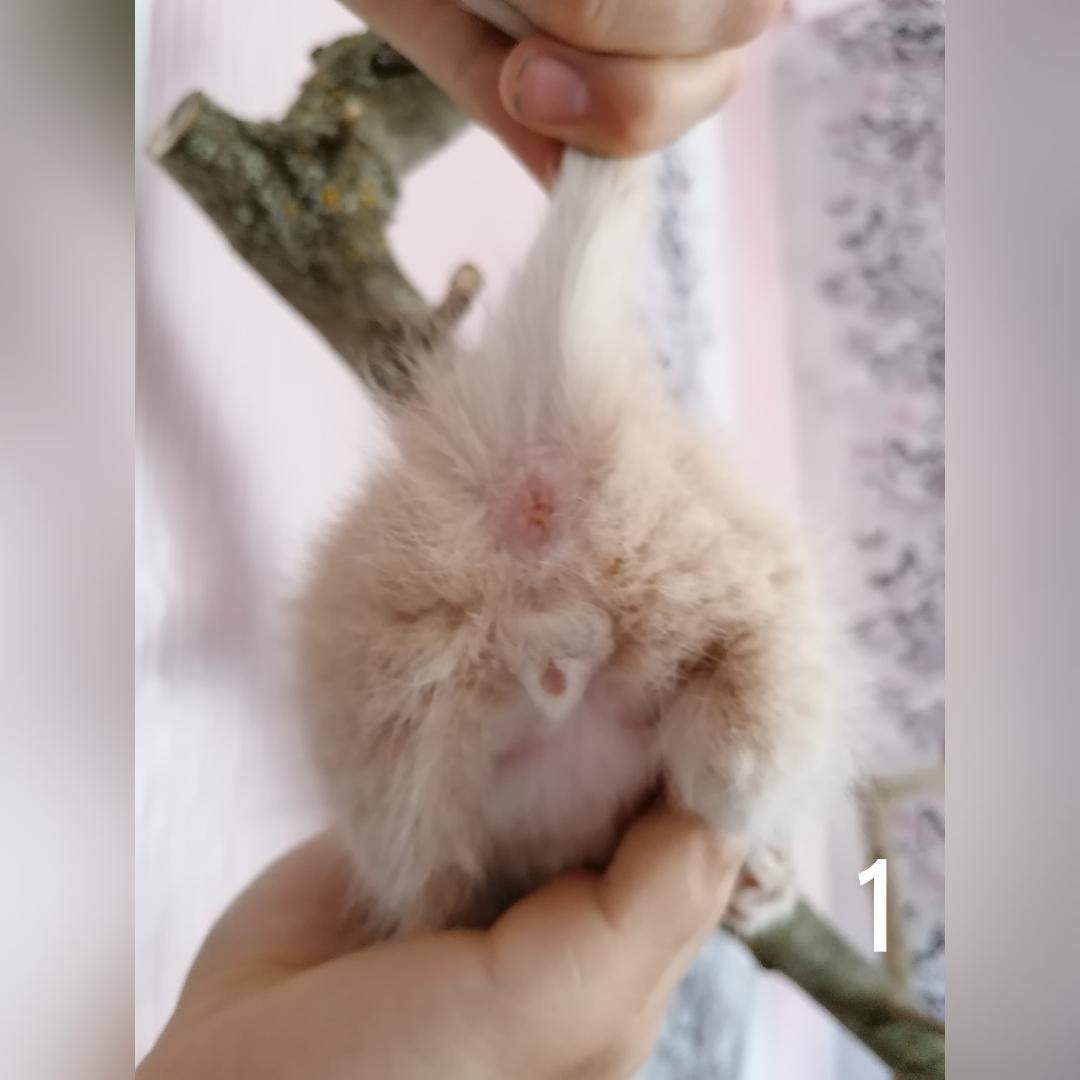 Geschlecht erkennen bei meinen katzen? (Tiere, Katze) Geschlecht erkennen bei meinen katzen? (Tiere, Katze)