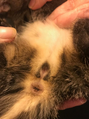 geschlecht kater oder katze katzen kitten katzenbaby
