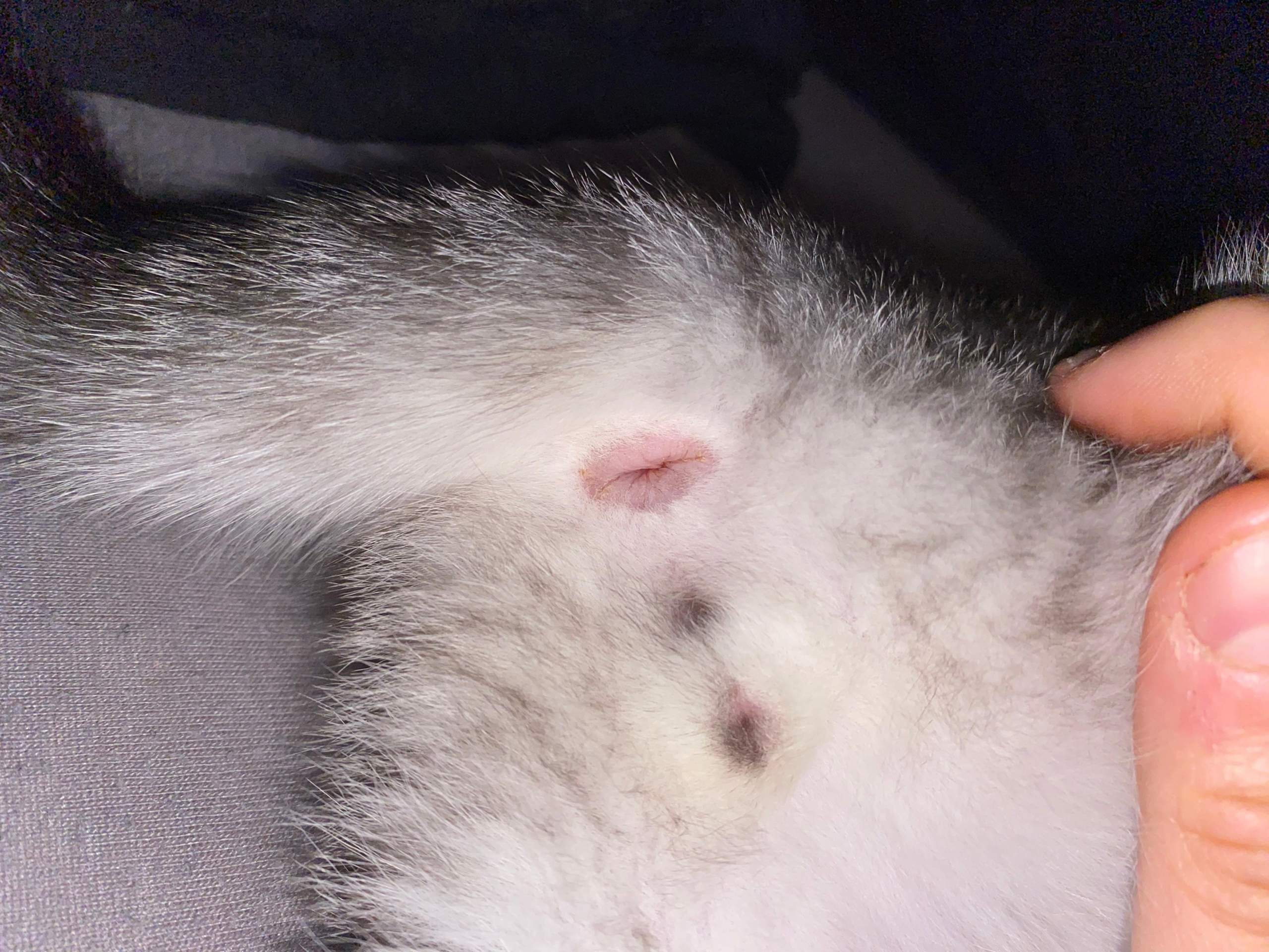 Geschlecht Katze oder Kater? (Katzenjunges)