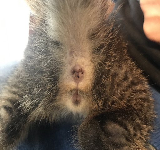 Geschlecht Meiner Katze Unklar Tiere Haustiere Katzen