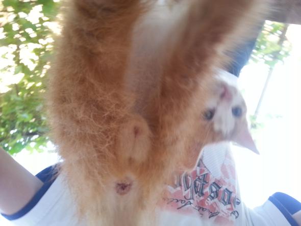 Geschlecht Meiner Katze