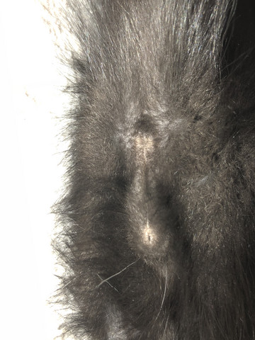 geschlecht meines kittens katze kitten