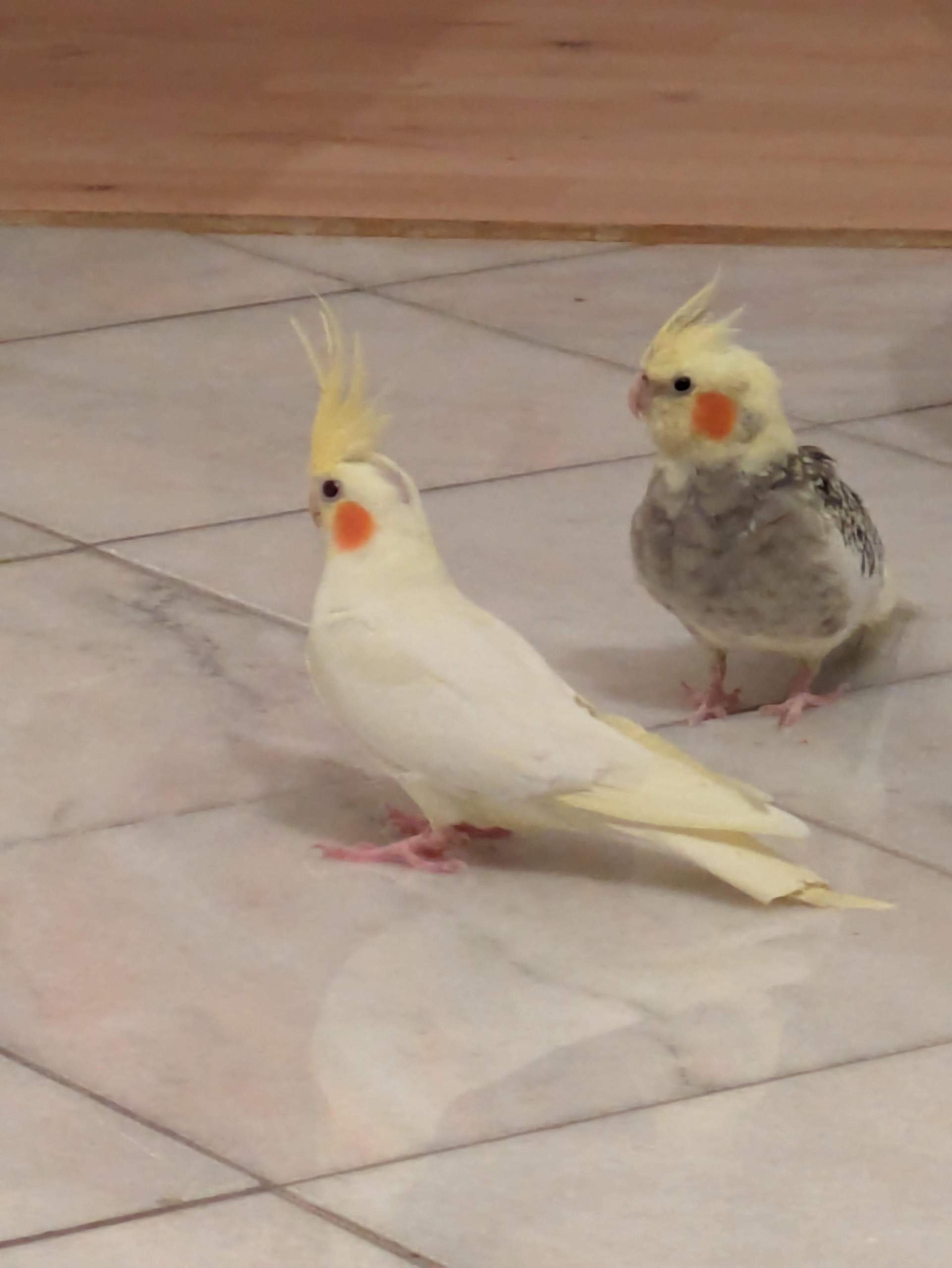 Vogeltrainingspfeife Edelstahl - Tragbare Pfeife Für Papagei & Vögel