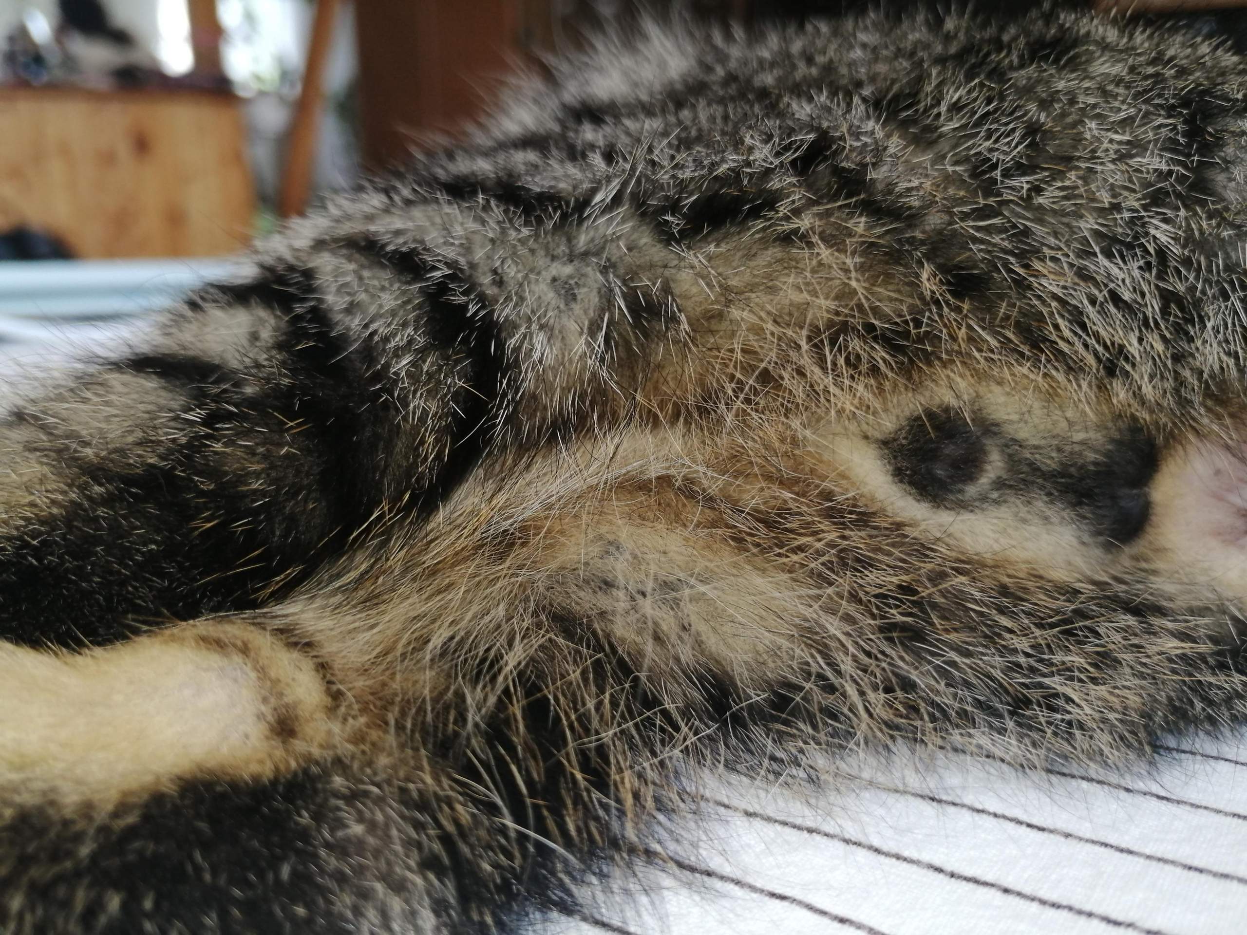 Katze Oder Kater Geschlecht Erkennen Bilder Geschlecht von kitten bestimmen? (Katze, Tierarzt, Kater)