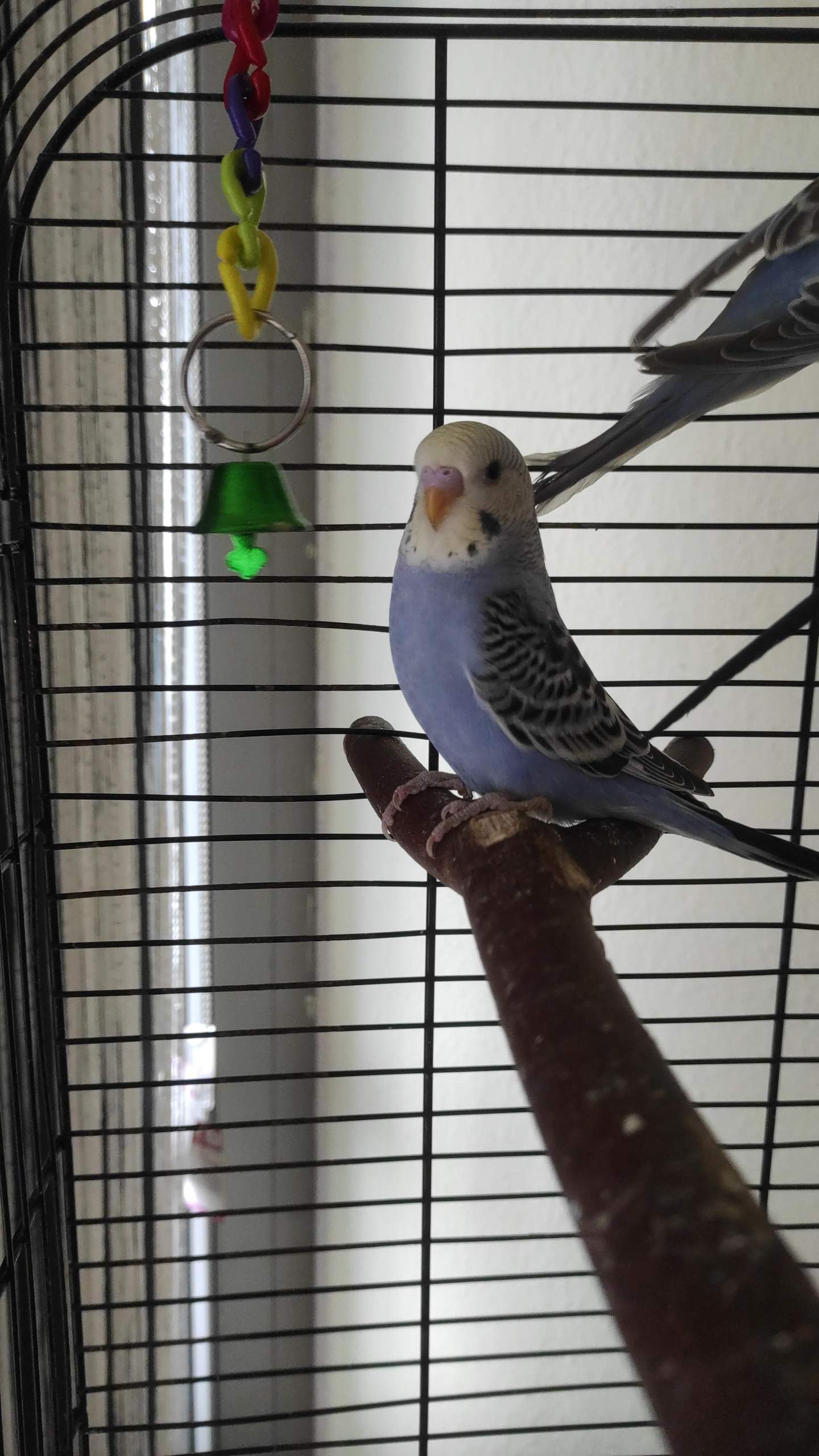 Geschlecht wellensittich ganz jung?